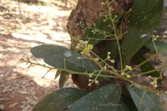 Phoebe lanceolata